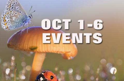 Old Town  21st Annual Vette Fest — Oct. 3