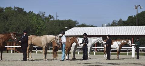 Join Osceola County’s 4-H program for an open house on Sept. 19. PHOTO/EXTENSION SERVICES