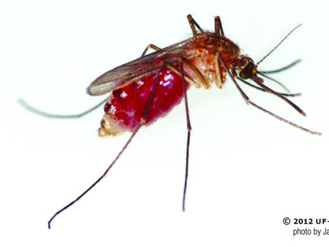 Not only are mosquitoes pesky pests, but they can transmit deadly diseases such as dengue, west Nile, and Zika. PHOTO/EXTENSION SERVICES