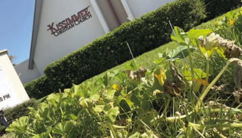 The pumpkin vine stretches across the lawn of the Kissimmee Christian Church in the spirit of fall. PHOTO/CHRIS MILLER