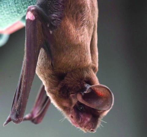The Florida Bonneted Bat is thought to be the rarest bat in the world. PHOTO/DUSTIN SMITH, BAT CONSERVATION INTERNATIONAL
