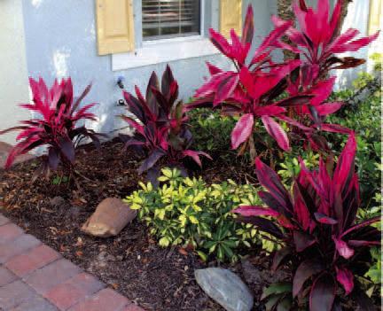 An example of a garden consisting of Florida-Friendly plants — are Hawaiian Ti, Dwarf Schefflera, and Indian Hawthorn. PHOTO/SANDI SWITEK
