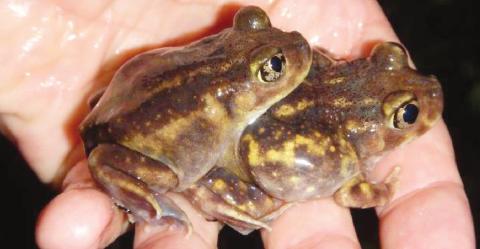 A pair of adult eastern spadefoot toads encountered in Gainesville, Florida, breeding in a ditch following several inches of rain. PHOTO/UNIVERSITY OF FLORIDA/IFAS