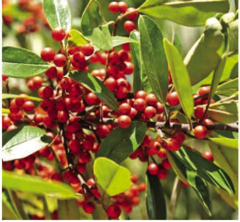 A native holly tree. SUBMITTED PHOTO