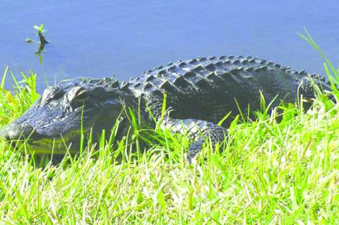 With alligator mating season upcoming, FWC has tips for co-existing with the state’s official reptile. (File Photo)