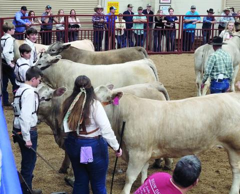 Osceola County 4-H and FFA members will show their market animals during the Kissimmee Valley Livestock Show and Osceola County Fair Feb. 10-11 and 16-18. PHOTO/EXTENSION SERVICES