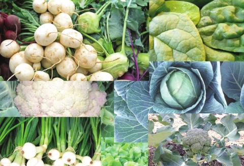 Despite the much cooler weather, a wide variety of plants and vegetables thrive in Florida in December. PHOTO/EXTENSION SERVICES