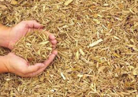 Turn your old Christmas tree into mulch — and get a new tree or plant to put into it — at the Jan. 8 S.W.A.P. It! event. PHOTO/BOBVILA.COM 