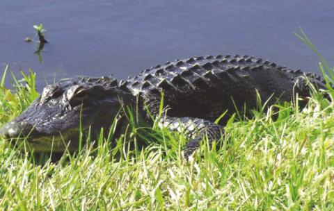 The Florida Fish and Wildlife Conservation Commission (FWC) recommends taking precautions when in and around the water. This is why. SUBMITTED PHOTO