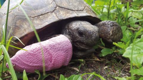 Gopher tortoises in “intensive care” recovering from shell damage need time and medical attention to heal before being released back into the wild. SUBMITTED PHOTOS