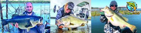 Bass over state legal bag or length limits are now briefly allowed when participating in FWC documentation programs, such as TrophyCatch, the FWC has reported. PHOTO/FLORIDA FWC