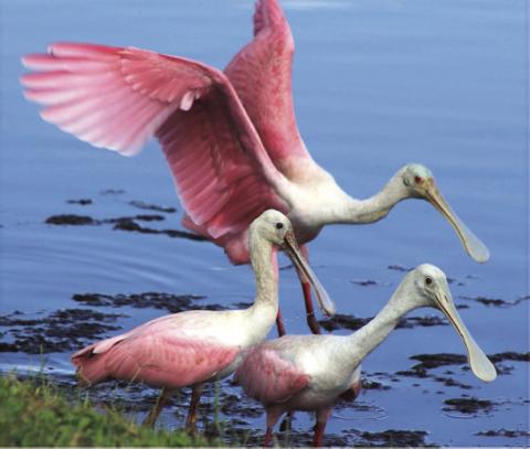 A small family of Roseate Spoonbills found in Osceola County. PHOTO/SANDI SWITEK
