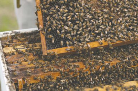 It is all of your beeswax: County residents are encouraged to participate in the new Honey Bee Community Showcase exhibit classes at the Osceola County Fair. PHOTO/UF-IFAS EXTENSION SERVICES
