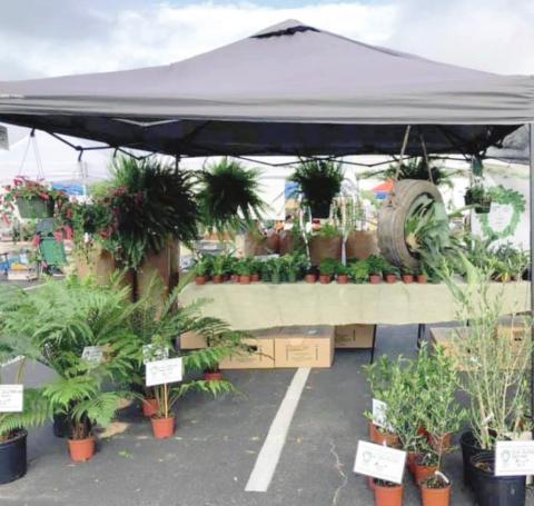 Saturday’s UF/IFAS Extension Services annual Spring Planet Market, a free event, runs from 9 a.m. to 3 p.m. PHOTO/EXTENSION SERVICES