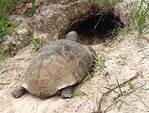 Gopher Tortoise burrows are half moon shaped holes that lead to a 15-foot long tunnel. These burrows provide the tortoises shelter to regulate body temperature and protect them from fire. PHOTO/EXTENSION SERVICES
