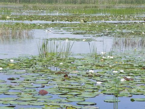 FWC has completed its final draft of a Lake Management Plan for the Kissimmee Chain of Lakes. The public can offer feedback Aug. 30 at the Kissimmee Civic Center. FILE PHOTO 