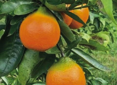 Sugar Belle oranges. PHOTO/OSCEOLA EXTENSION SERVICES